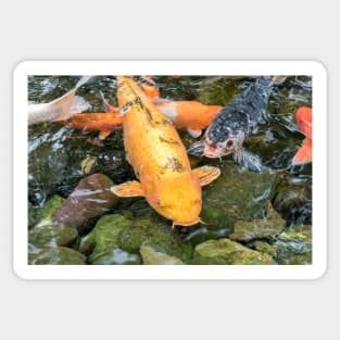 Koi Carp fish Sticker